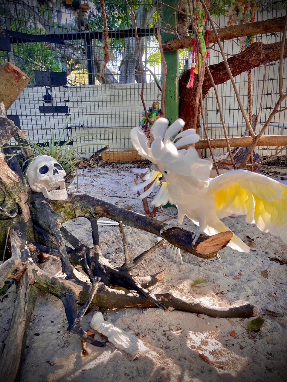 549953205_1216487717189866_3188723213234481416_n bonita springs events bonita springs realtor