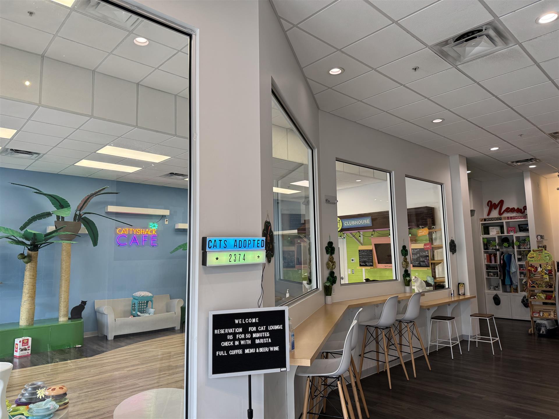 You are currently viewing Cattyshack Cat Cafe Urgently Seeking Homes for Resident Cats Before April 4