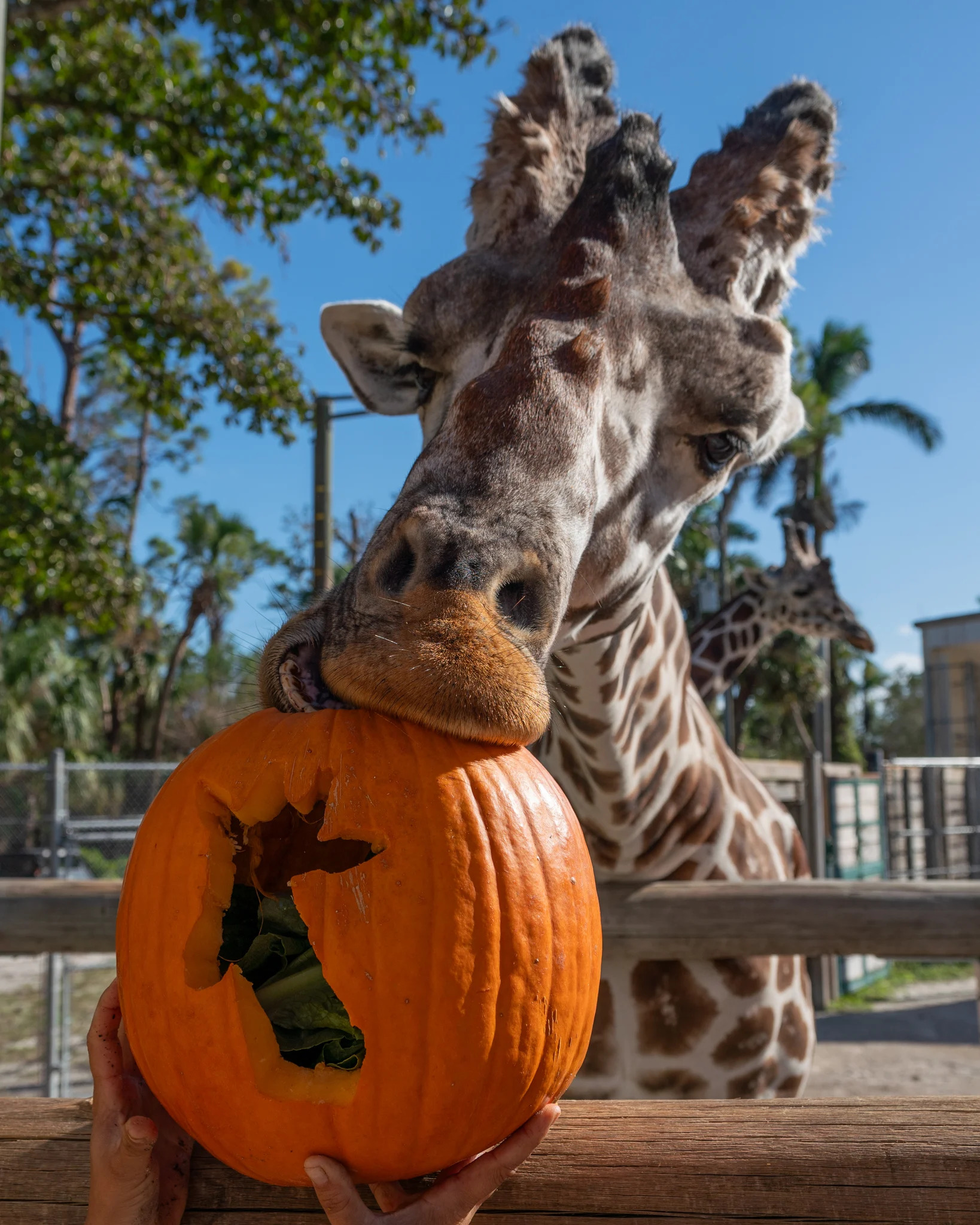 swfl events